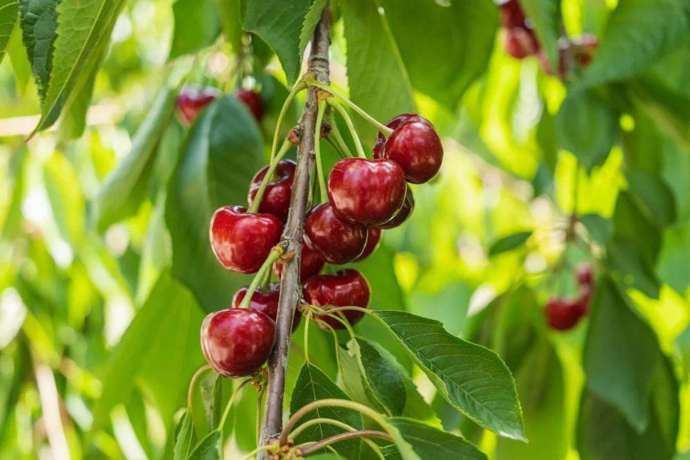 Запорожская область собрала 927 тонн черешни