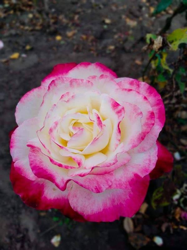 ������ ������: ���������� ���� �� ������� ��� ����������� ������ ���!