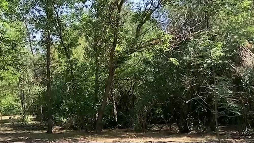 Евгений Балицкий: В Запорожской области началось благоустройство парка «Элита» в поселке Заречное Мелитопольского муниципального округа