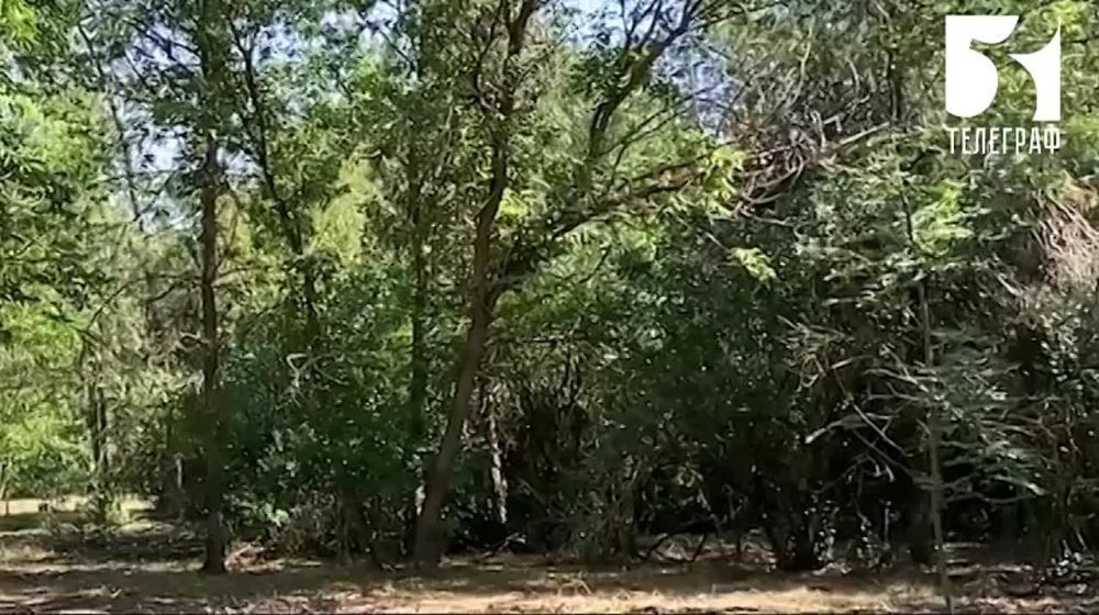 В Запорожской области началось благоустройство парка «Элита» в поселке Заречное Мелитопольского МО