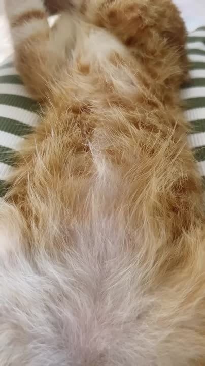 ������ ������: ������� ������� ������ ������ ���� ������� ���������� ����