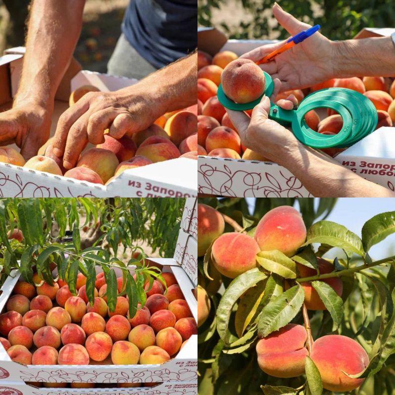 В Запорожской области начался сбор урожая персиков