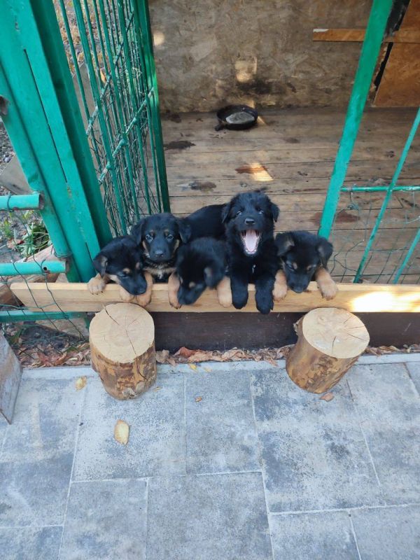 ������ ������: ������ ���� ������ ��� ���� ���������� ������� � � ���������� �������