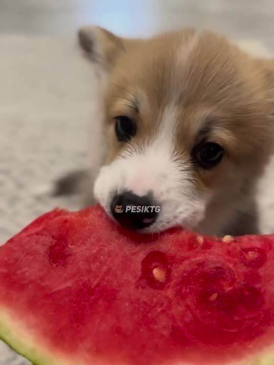 �������, 3 �������, ���������� ���� ������