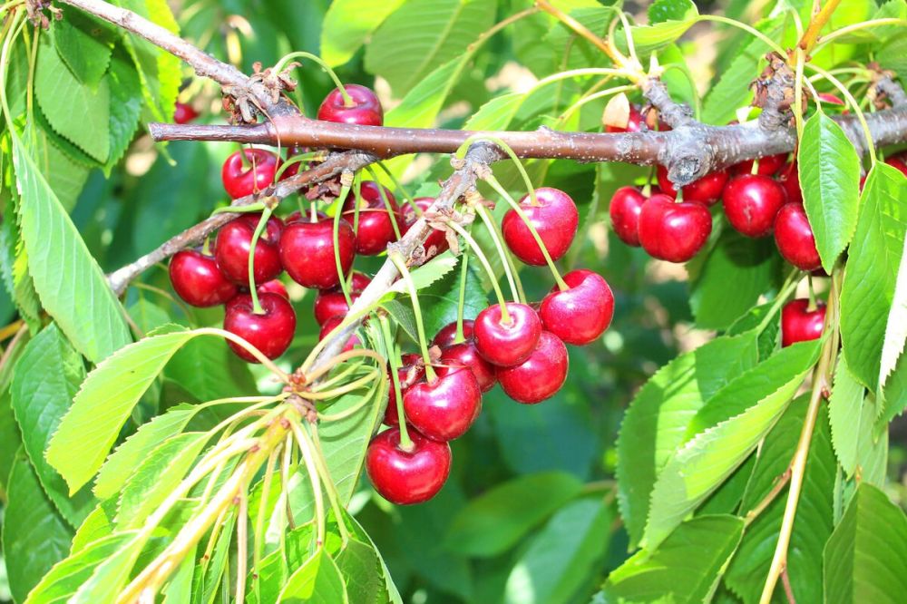 В Запорожской области планируется высадить новые сады и виноградники