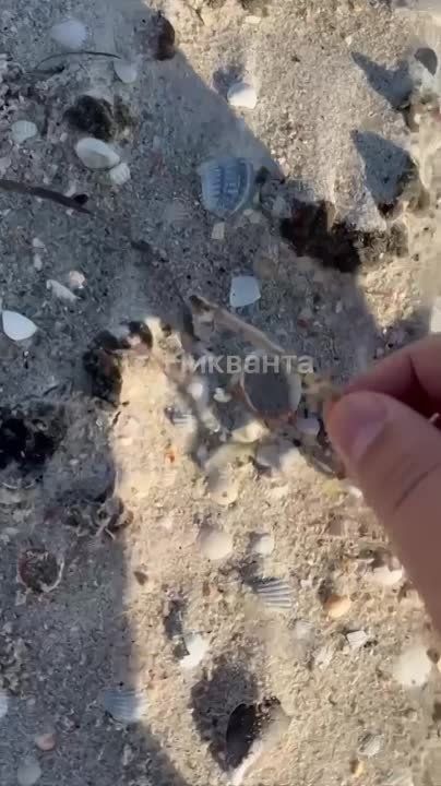 ������������� ���������� ��������� ����������� �������