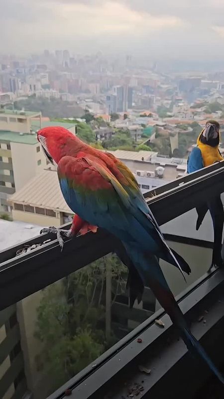 Вот такие голуби в Каракасе, Венесуэла