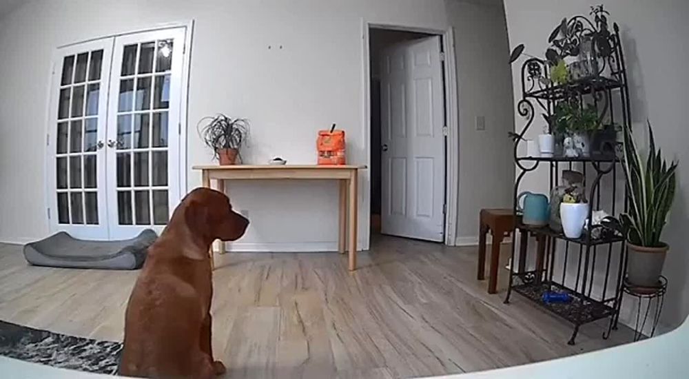 ���� ������� �������� ���� ��������