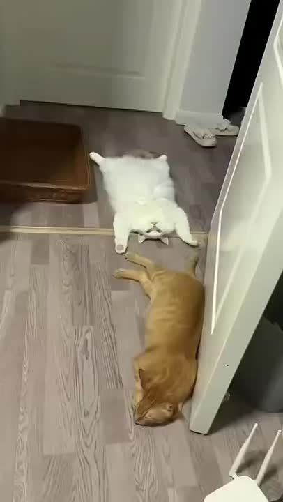 ������� ���� , ������� ������������!
