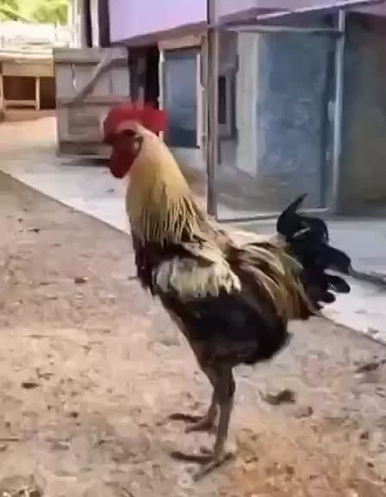   ,  !