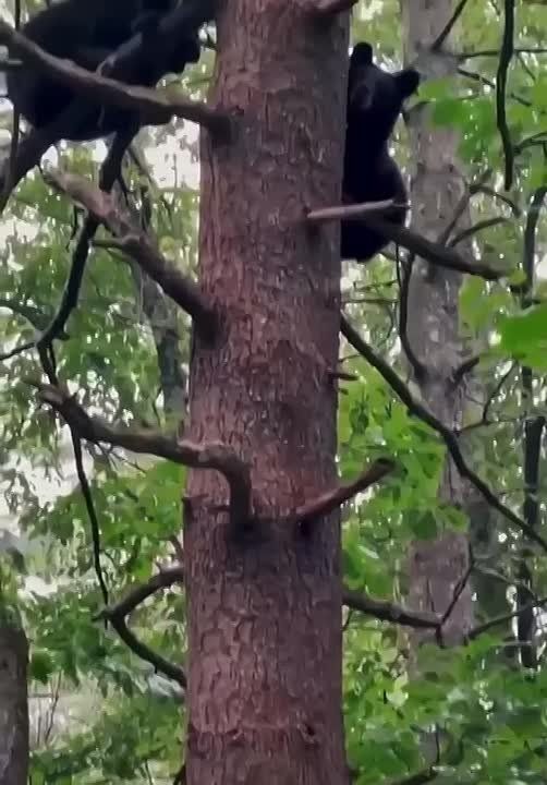  ,  !