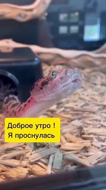 ������� ���� , ������� ������������!