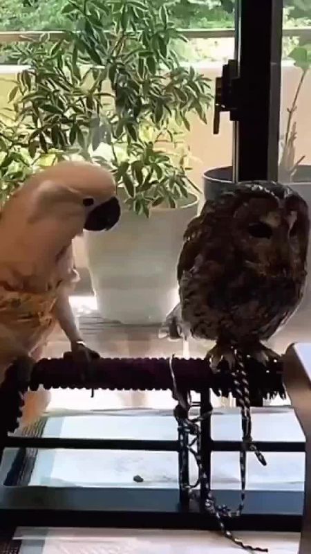 ������ "��������". ����� �������������������