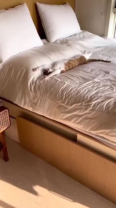  ,  !
