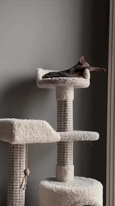   ,  !