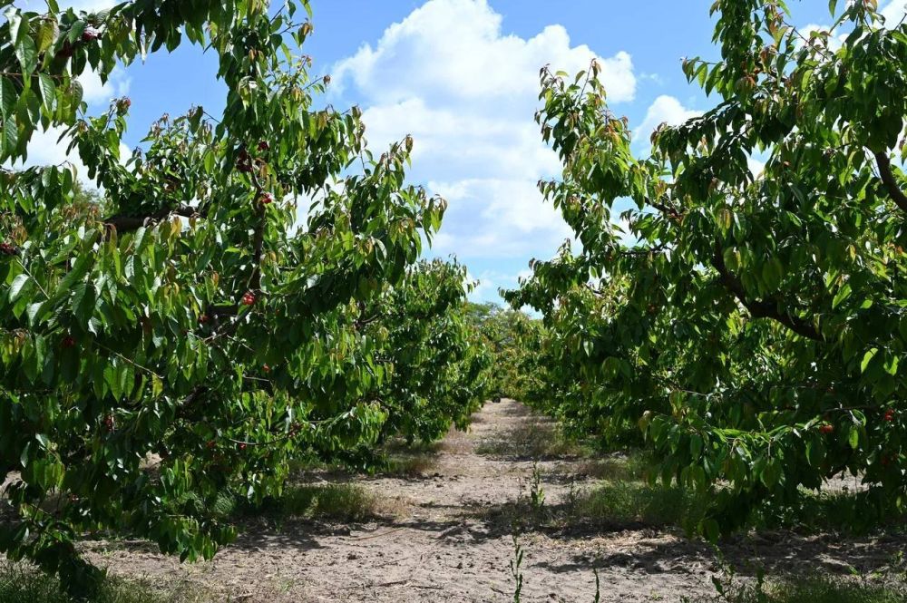 Евгений Балицкий: Компания «Мелитопольская черешня» первая в Запорожской области получила кредит размером 100 млн рублей на обустройство 50 га сада при поручительстве ВЭБ.РФ