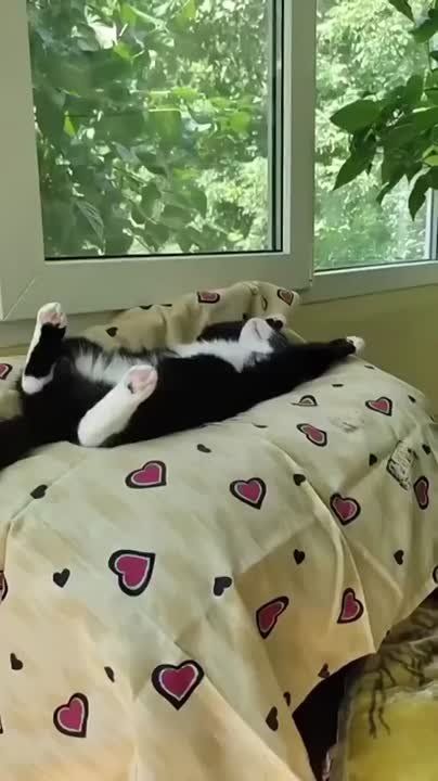   ,  !