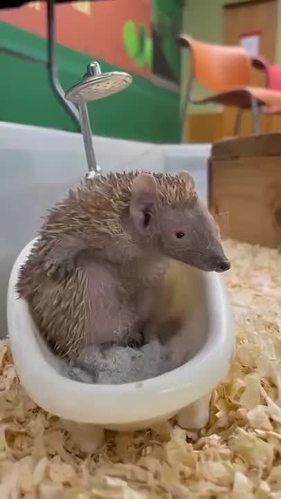   ,  !