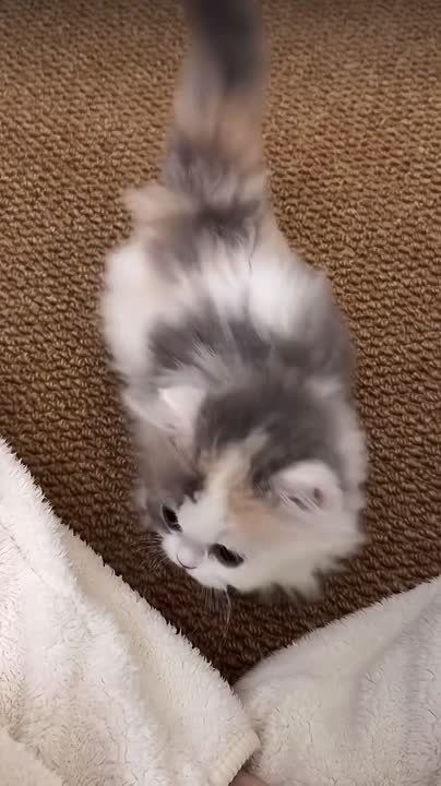   ,  !