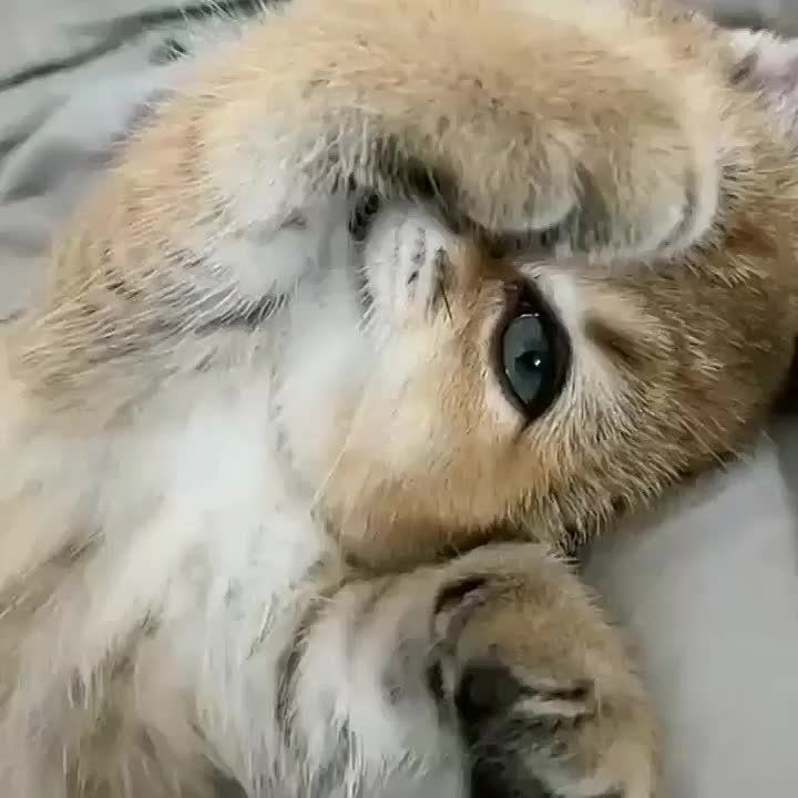   ,  !