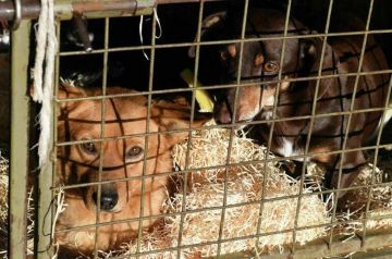 В регионах планируют создать экстренные номера на случай нападения бездомных собак