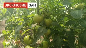 Фермеру из Мелитопольского района выделили 200 тыс