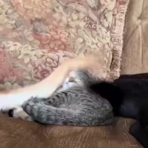   ,  !