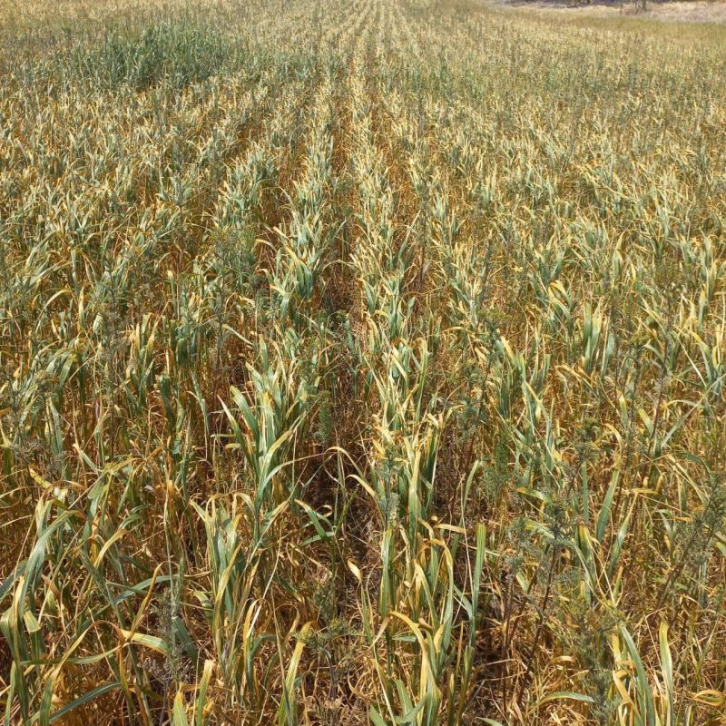 �� �������� ���������� �� 525 ����� �������� ������ ������� � ����������� ������� ������������� ������ �� ������� ����� 10 ����� ��������, ���������� ������ �� 32 ������� ��������