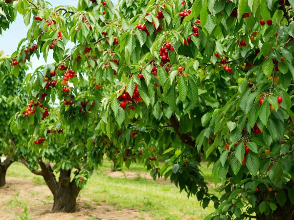 ������ ����, �������-�� �������