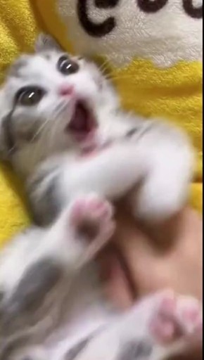   ,  !
