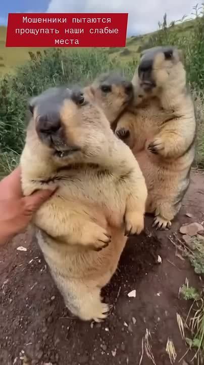   :    