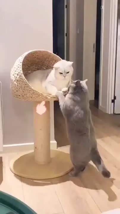  ,  !