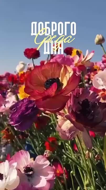   ,  !