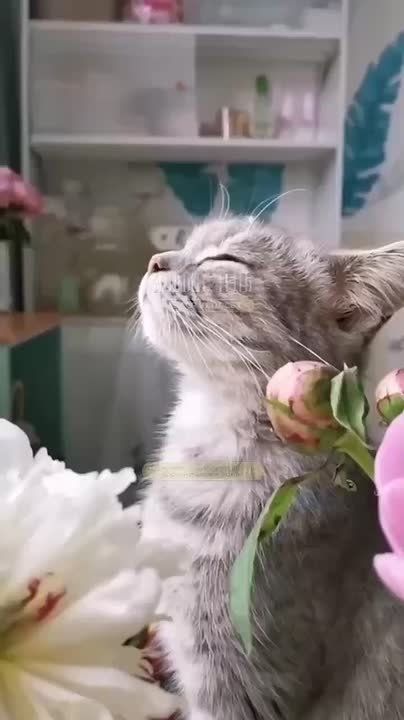   ,  !