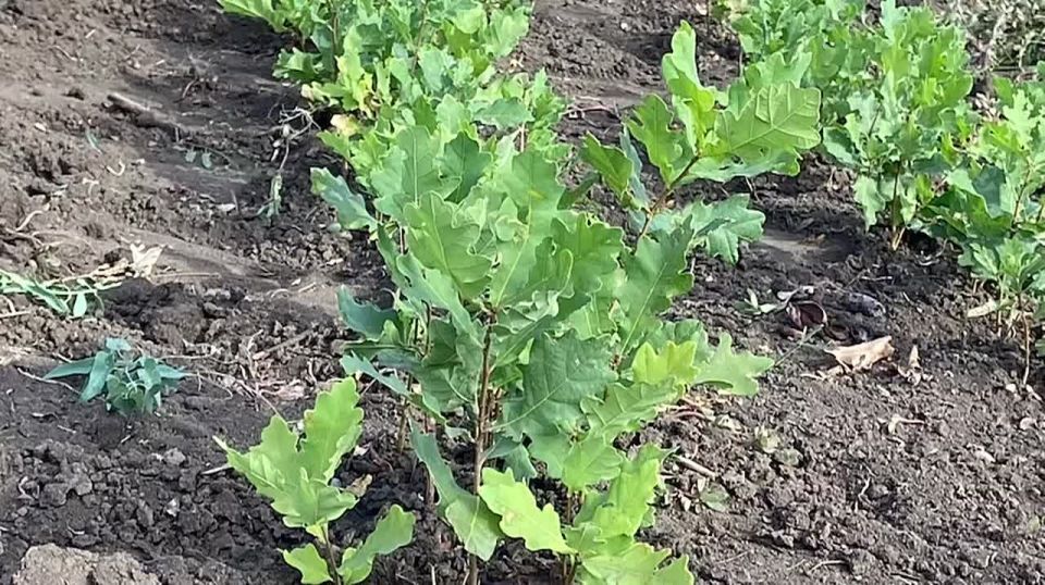 Мелитопольский лесхоз увеличивает площадь лесов в регионе и защищает их от пожаров