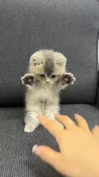   ,  !