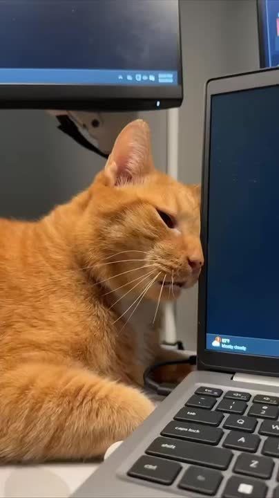    ,      , ? ,     