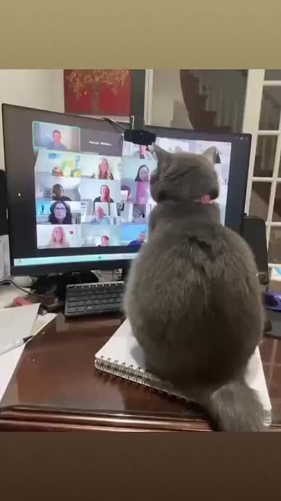   ! !    !