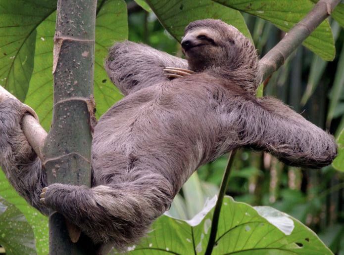 День ленивца празднуют сегодня во всём мире