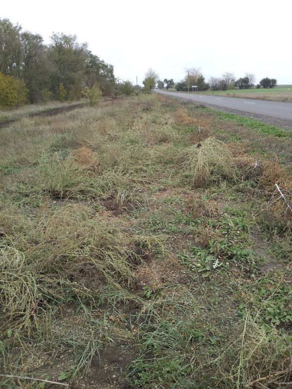 Сотрудники МБУ "Жилсервис" провели работы по уборке территории села Тихоновка