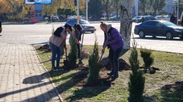 В центре Мелитополя появился можжевеловый сквер