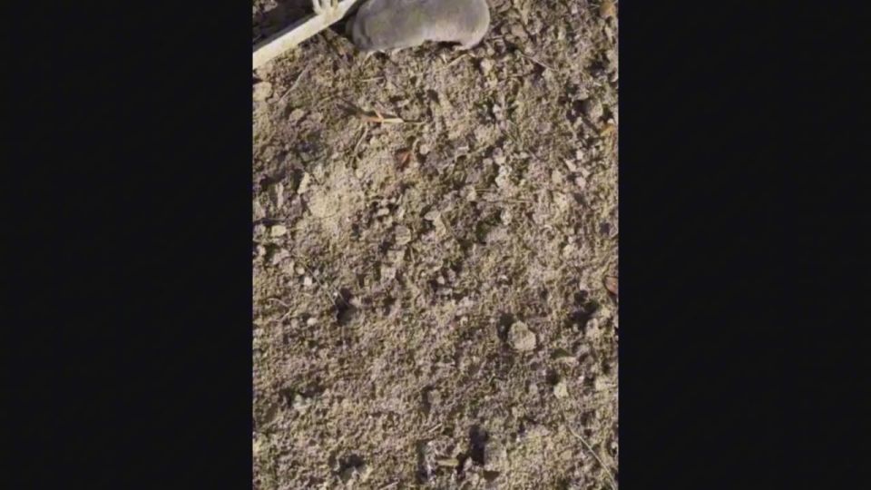 Доброе утро! Наша подписчица Леся из Мелитопольского района прислала нам видео!