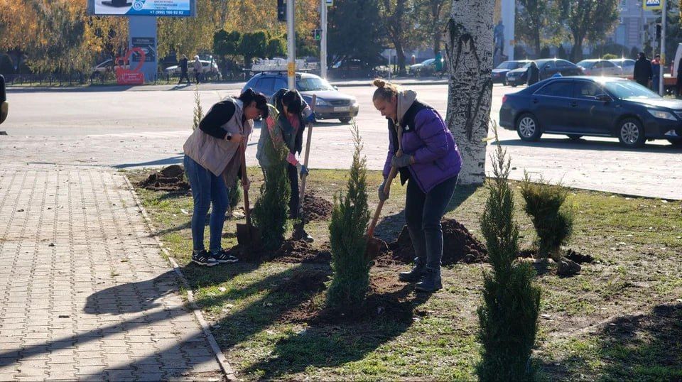 В центре Мелитополя появился можжевеловый сквер