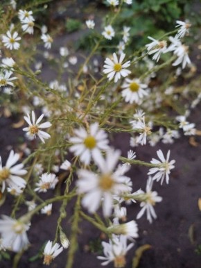 Доброе утро из Зареченского территориального отдела — с теплом и хорошим настроением от нашей подписчицы Елены!