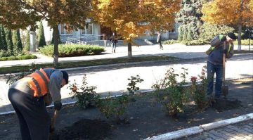Сотрудники коммунальной организации высадили 45 кустов роз на улице Революционной в центре Токмака