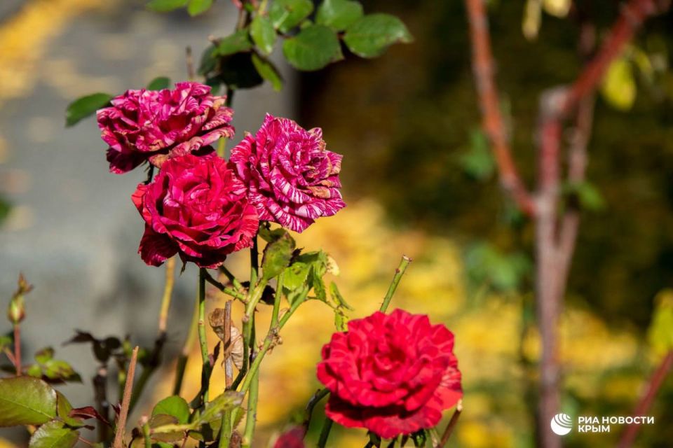 Погода на новых территориях России