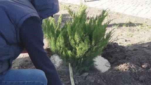 Ко Дню народного единства в Мелитополе высадили деревья