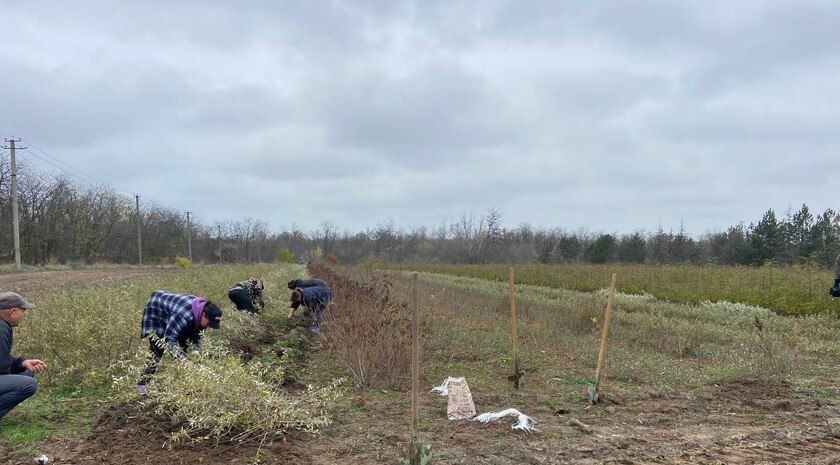 Мелитопольский лесхоз вырастил более полутора млн сеянцев и саженцев
