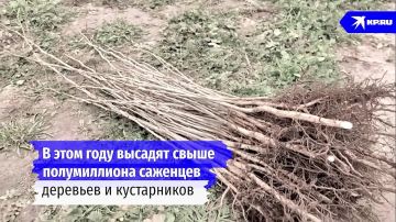 Восстановление лесов: Под Мелитополем заготавливают саженцы для осенней высадки