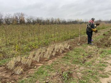 ГАУ ЗО «Мелитопольский лесхоз» увеличивает площадь зеленых насаждений и восстанавливает лесные ресурсы Запорожской области